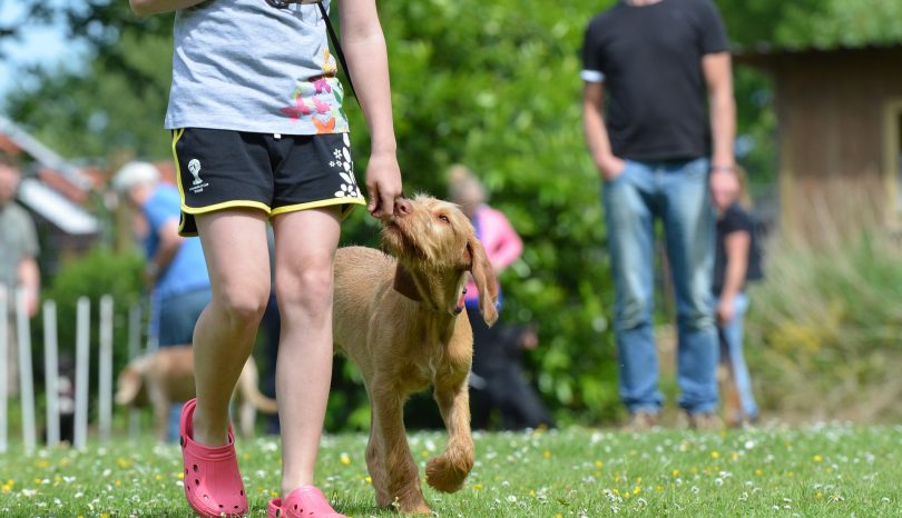 Rallye Obedience