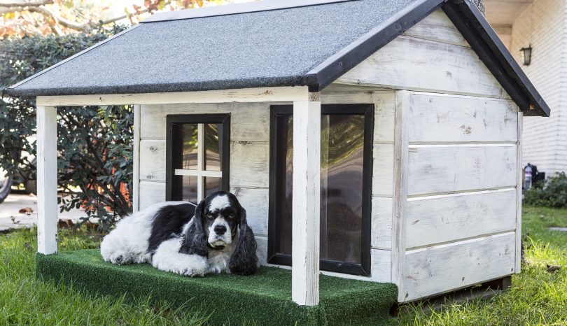 Der Hundeplatz und die Huta