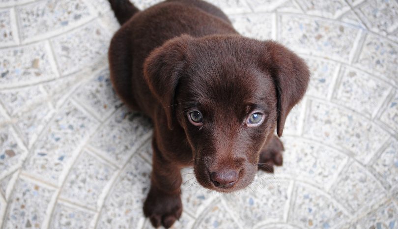 Einen Hund privat kaufen