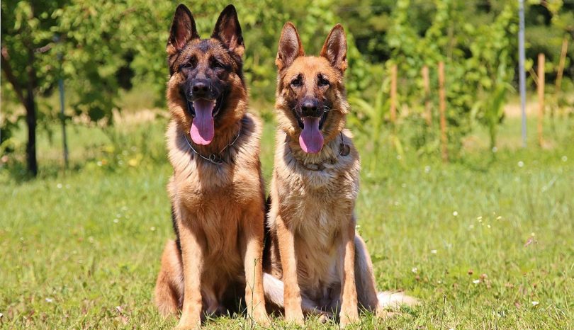 Schäferhund-Rassen