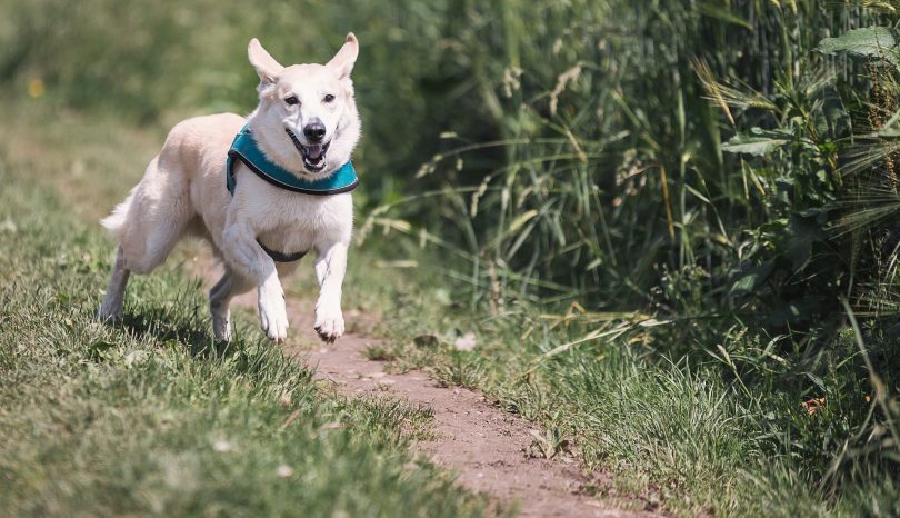 Wie der Hund zum Menschen kam