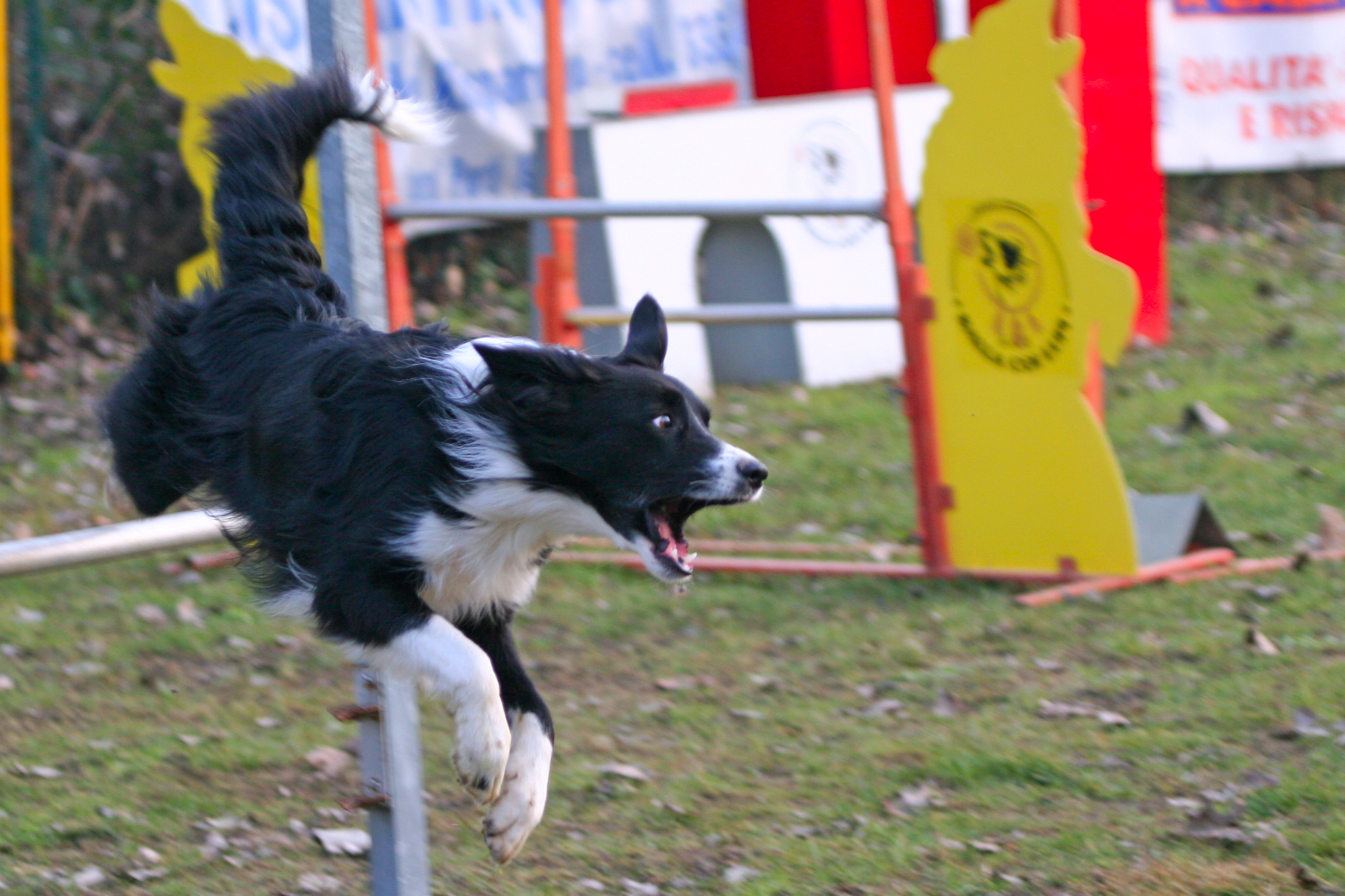 Der Manchester Terrier