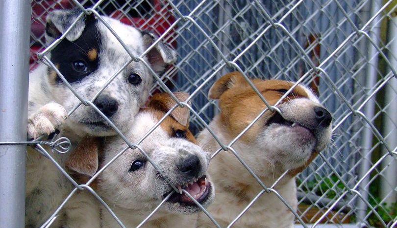Einen Hund vom Züchter kaufen
