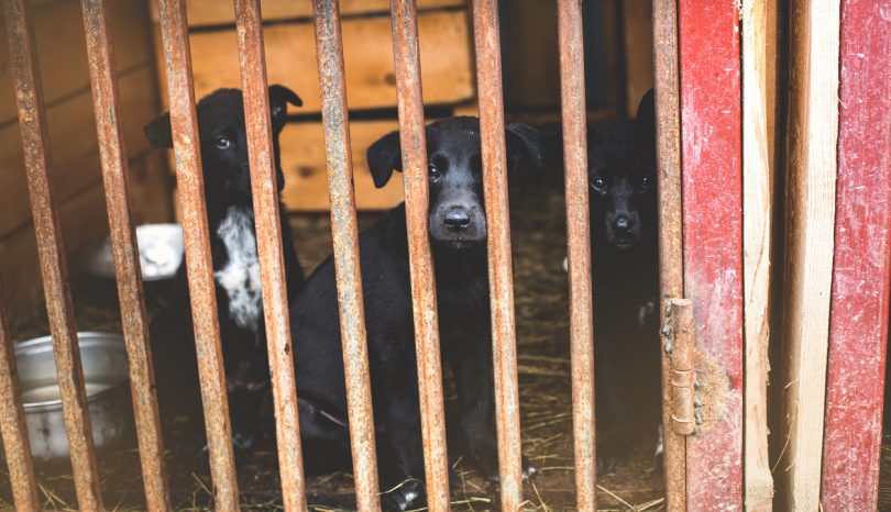 Einen Hund aus dem Tierheim adoptieren