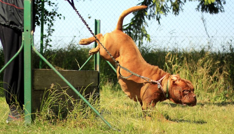 Longieren mit dem Hund
