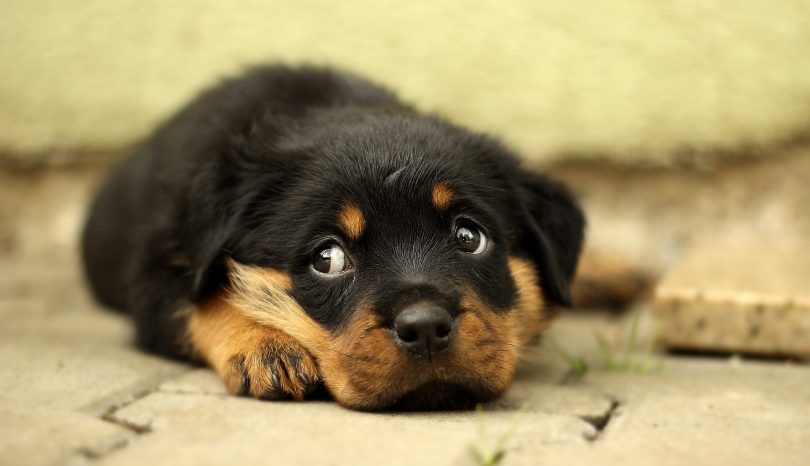Die erste Zeit mit einem Hund