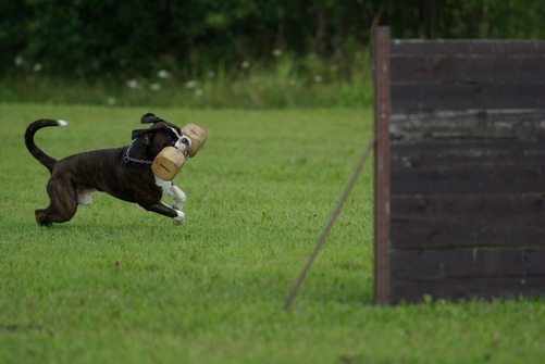 Das geeignete Fahrzeug für Hundetrainer