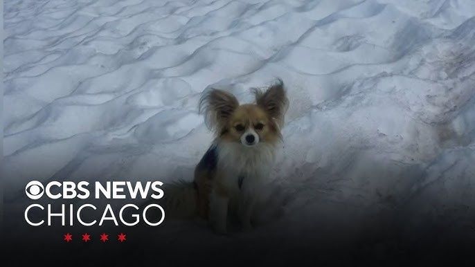 Hund halte i de Schwiiz: Was vor em Kauf über Gsetz, Chöschte und Alltag würklich wichtig isch